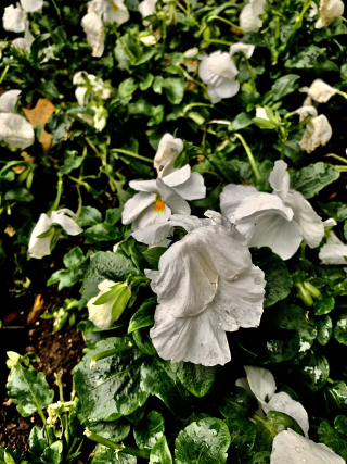 Confusion of flowers