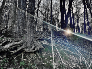 Radnor woods by Minton Sparks  2021