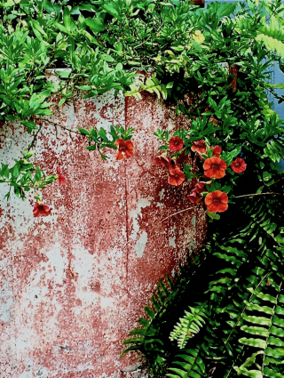 Lynnies garden pink barrel #2