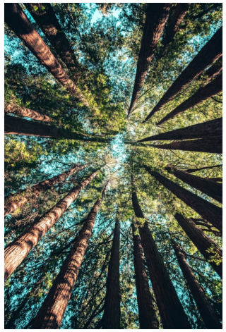 Sequioas Casy Homer Unsplash 2023-04-22 115406