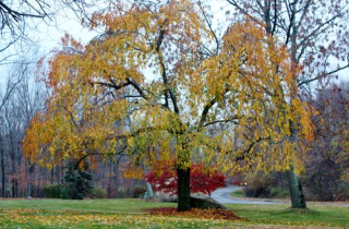 Autumn NY 2015-Liz