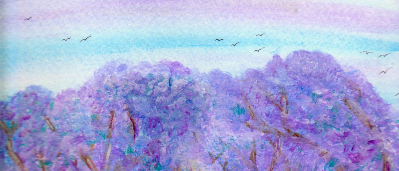 Jacaranda Trees